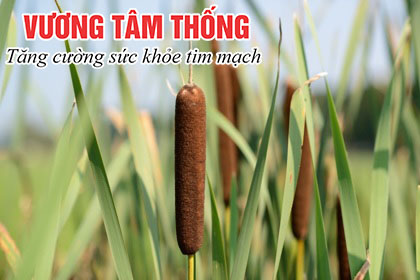 Bồ hoàng – Cây thuốc nam chữa bệnh hở van tim.jpg